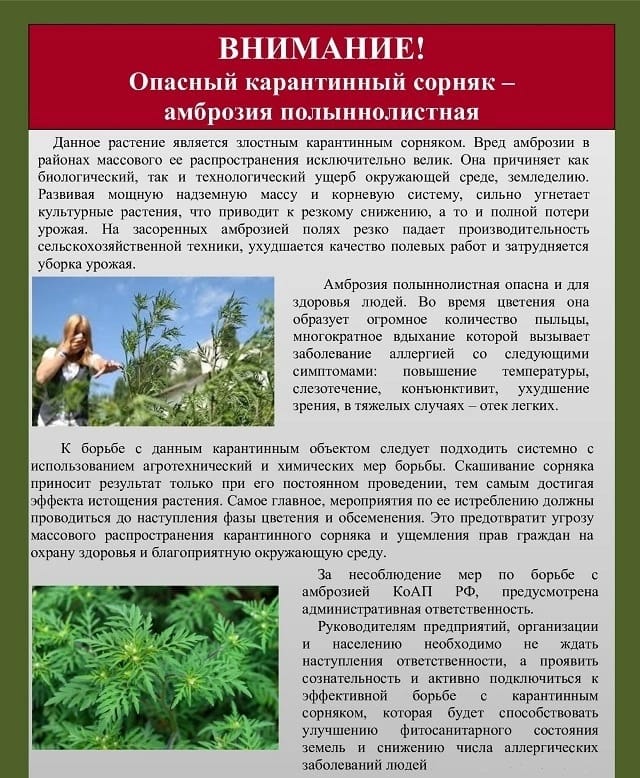 pamyatka po ambrozii 2905